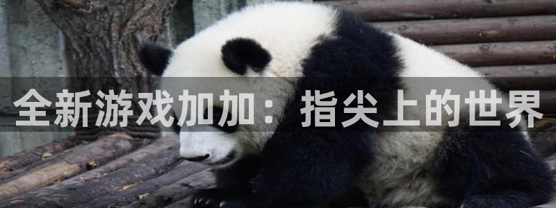 乐玩网络科技官网